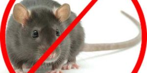 Rodents Pest Control Service