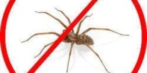 Spiders Pest Control Service