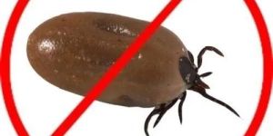 Ticks Pest Control Service