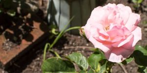 Rose Potting Soil Mix
