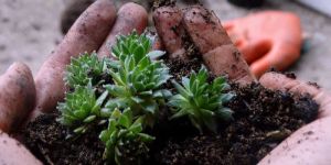 Succulent and Cactus Potting Soil Mix