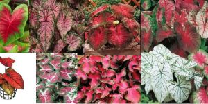Caladium Plant
