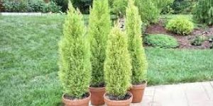 Cypress Plant