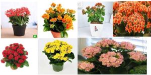 Kalanchoe Plant