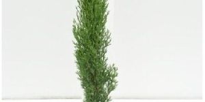 Pencil Pine Plant