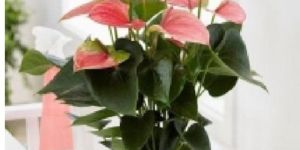 Pink Anthurium Plant