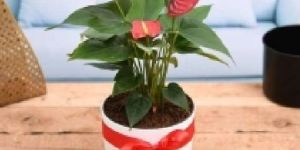 Red Anthurium Plant