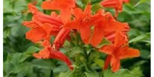 Tecoma Dwarf Orange Plant