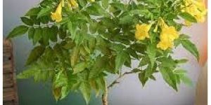 Tecoma Dwarf Yellow Plant