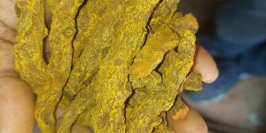 Organic Turmeric Fingure