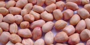 Peanut Kernel
