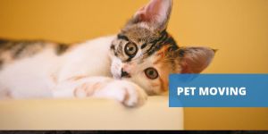 Pet Moving Services