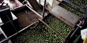 Fruit Cubing Machine