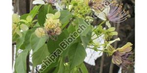 Cralaeva Nurvala Extract