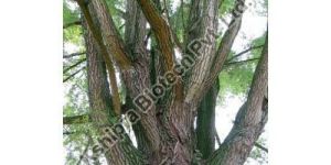 White Willow Bark Extract