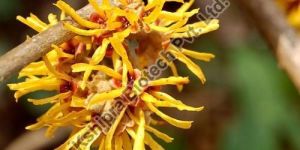 Witch Hazel Extract