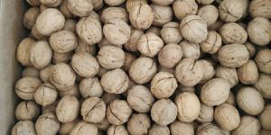 Walnuts Inshell