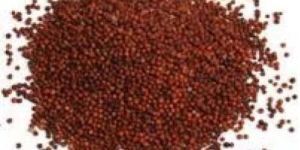 Organic Finger Millet