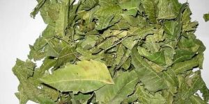 Azadirachta Indica Leaf Extract