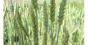 Triticum Sativum Extract