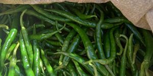 Green Chilli
