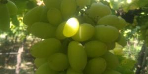 THOMPSON SONAKA GREEN GRAPES