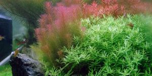 ROTALA WALLICHII