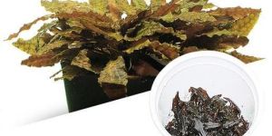 TROPICA CRYPTOCORYNE WENDTII