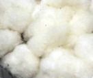 Raw Cotton