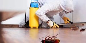 Anti Cockroach Treatment Services