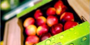 Fresh Fruit Packaging Box