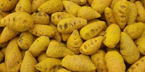 Salem Turmeric