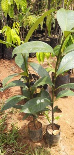 Mangosteen Plants