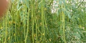Moringa Plants
