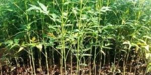 Natural Avocado Plants