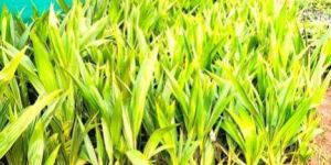 Natural Coconut Plants