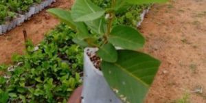 Natural Guava Plants