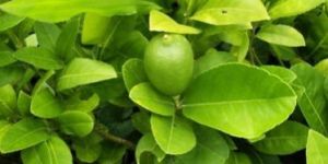 Natural Lemon Plants