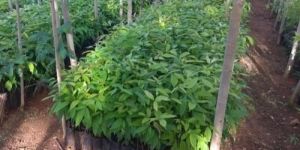 Natural Mahogany Plants