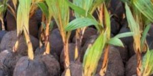 Orange Dwarf Coconut Plants