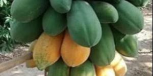 Red Lady Papaya Plants