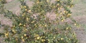 Sweet Lemon Plants