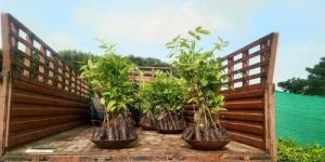 Swietenia Mahogany Plants