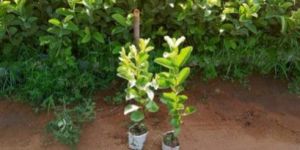 Taiwan Green Guava Plants