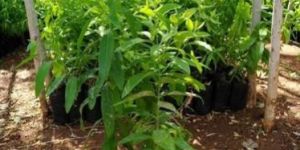 White Sandalwood Plants