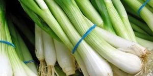 Fresh Green Onion