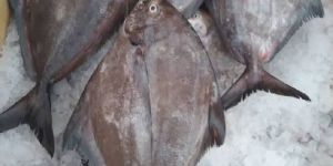 Black Pomfret Fish