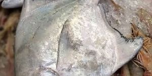 Chinese Pomfret Fish