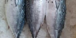 Tuna Fish
