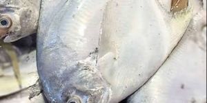 White Pomfret Fish